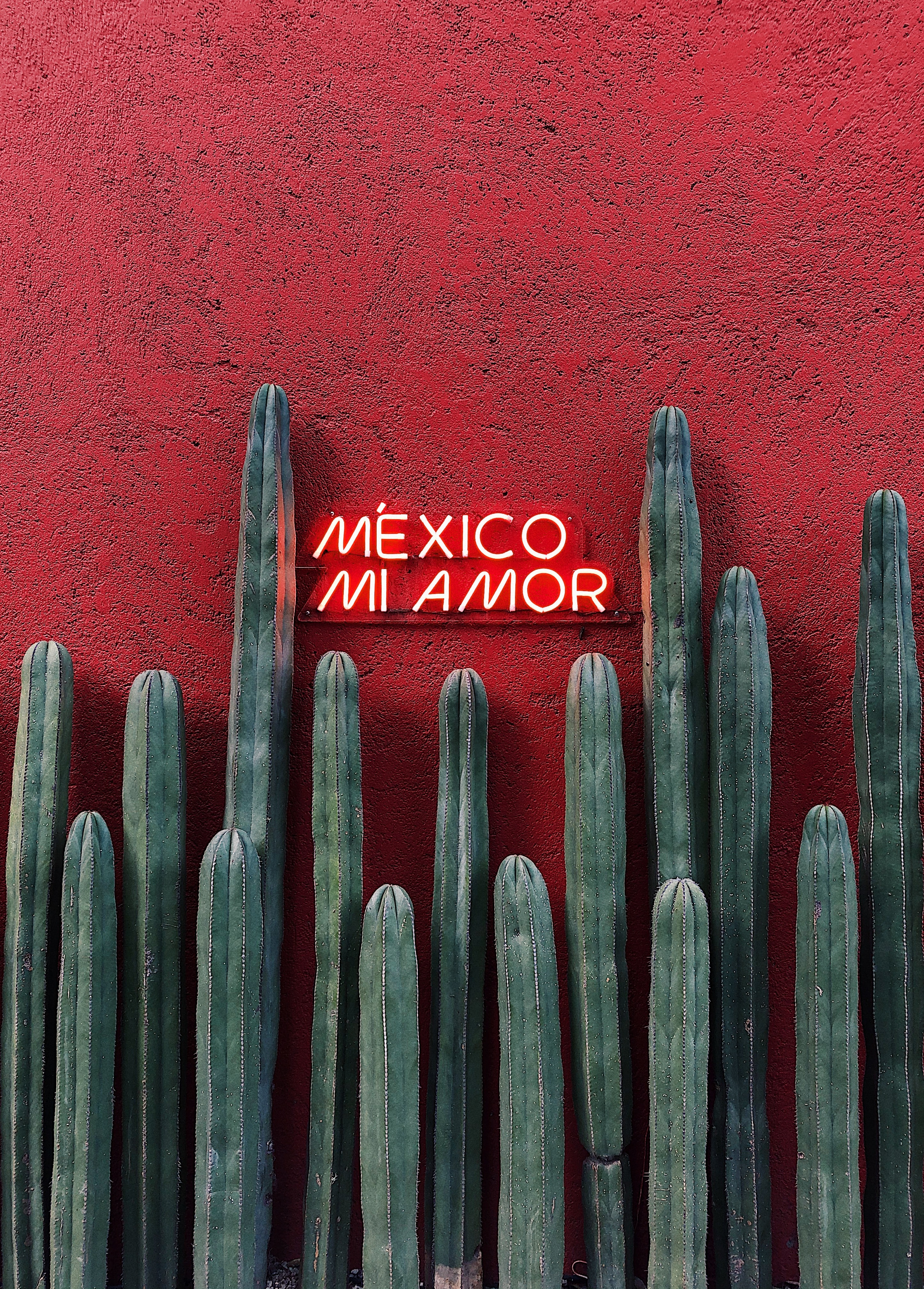 Red wall with Mexico Mi Amor sign and cacti.